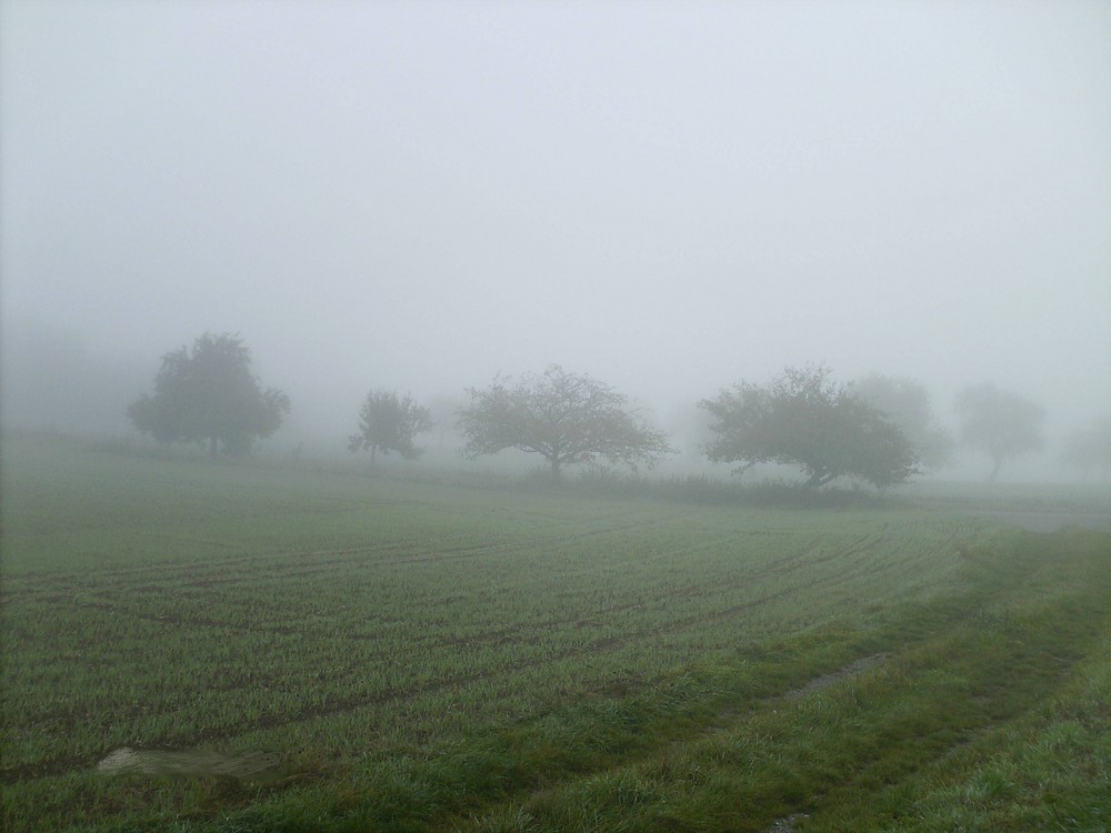 Schöner Morgennebel