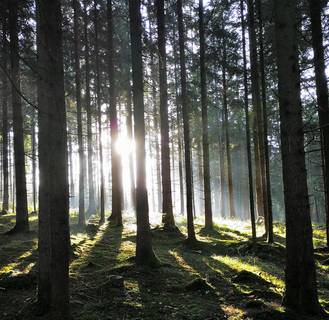 Schöner Morgennebel, von der Sonne erhellt 