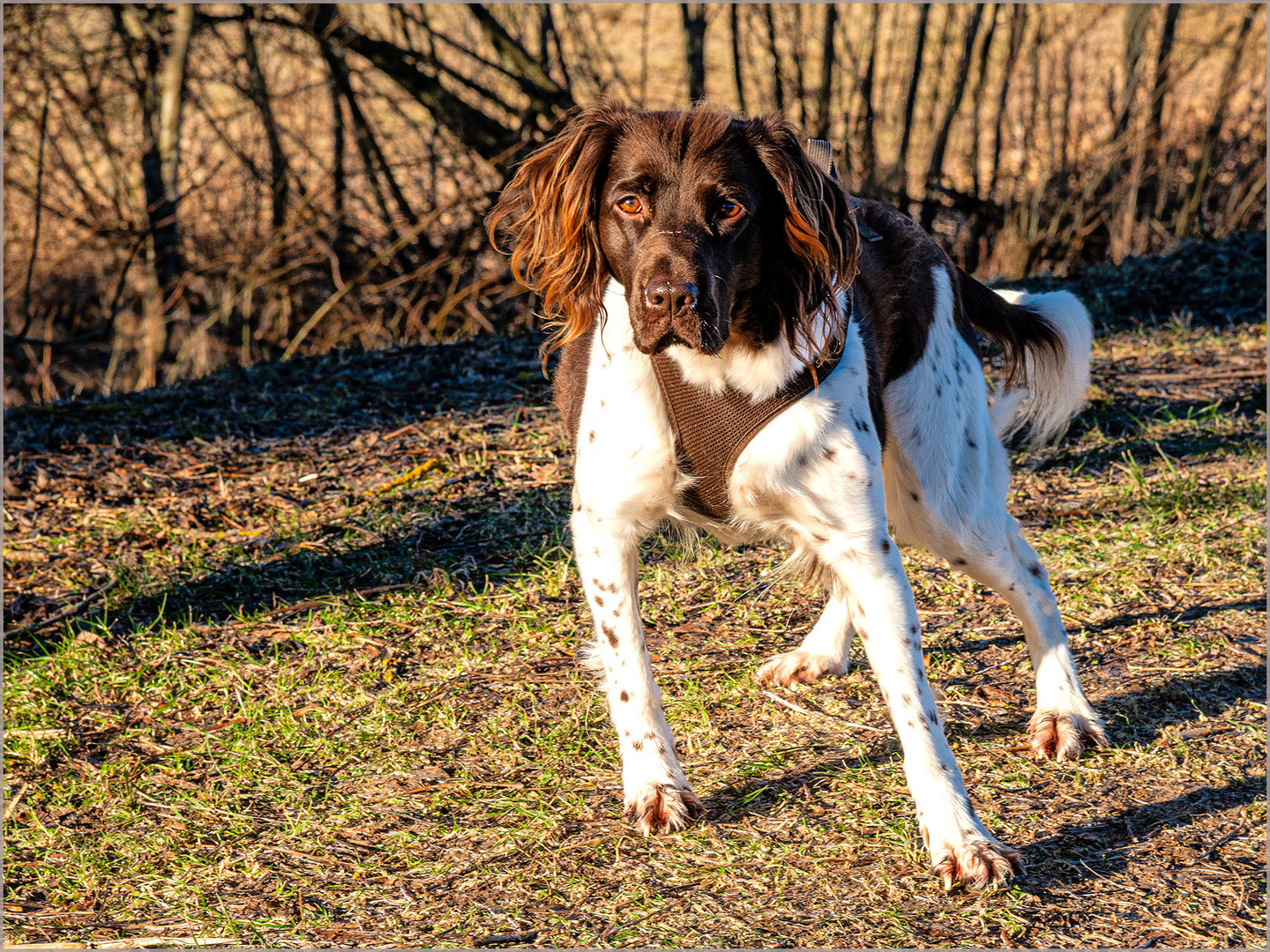 Schöner Münsterländer 