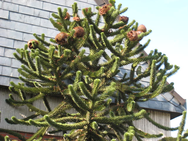 Schöner Nadelbaum