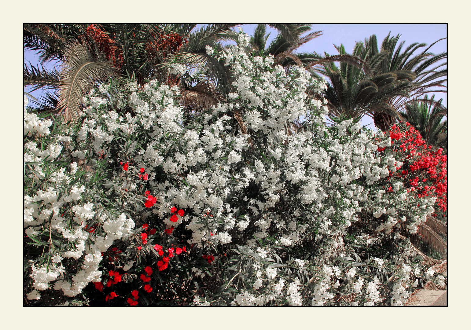 schöner Oleander