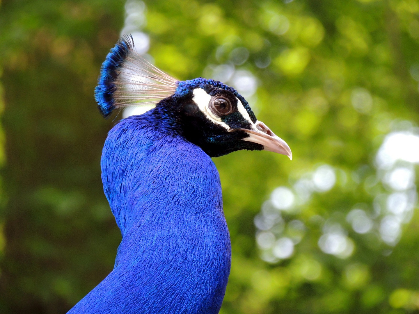 Schöner Pfau