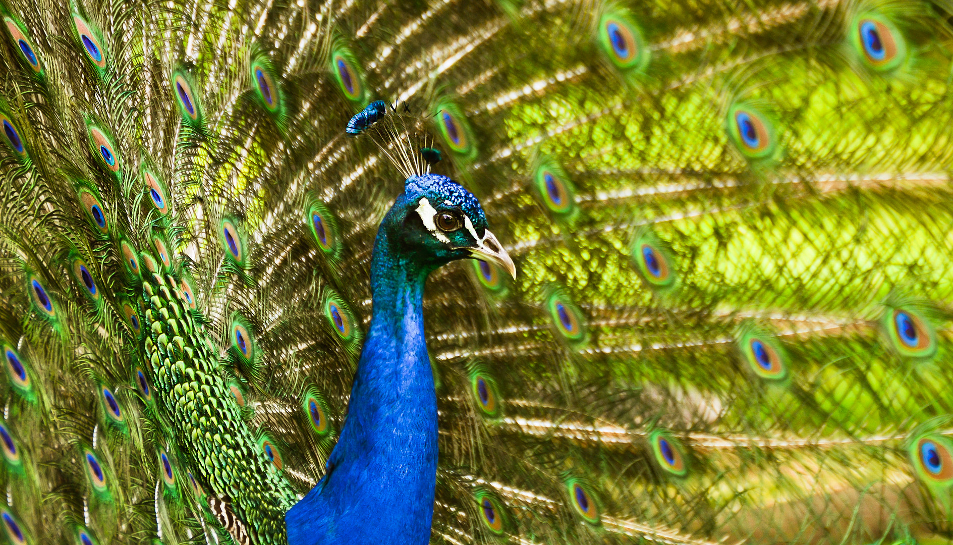 Schöner Pfau