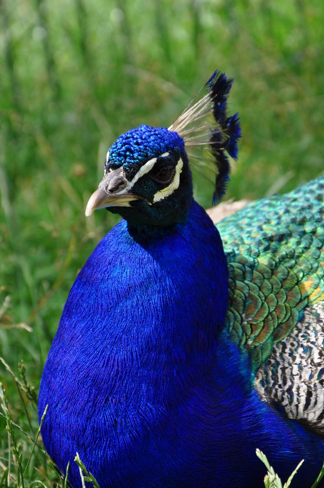 Schöner Pfau