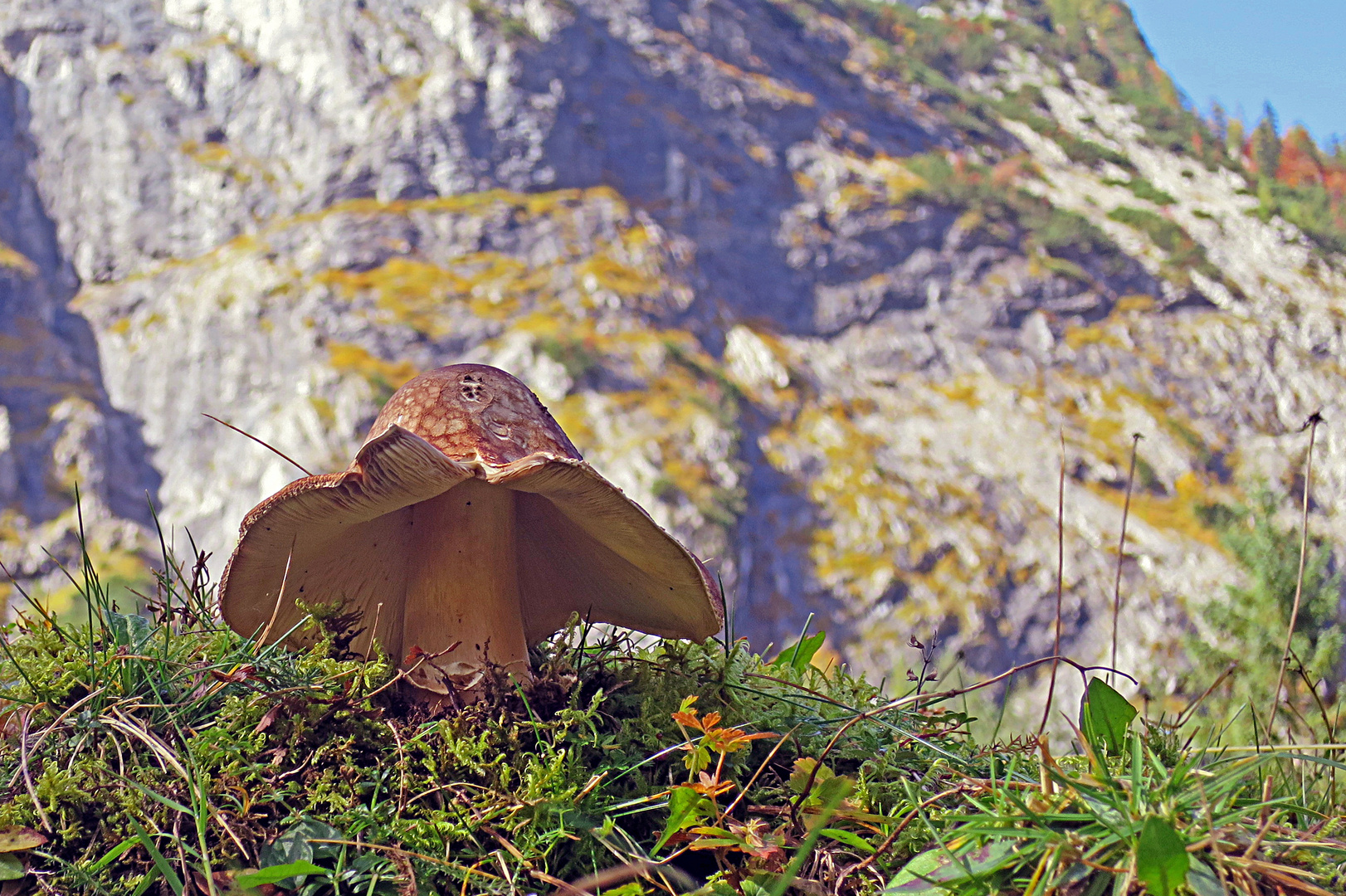 Schöner Pilz am Waldrand