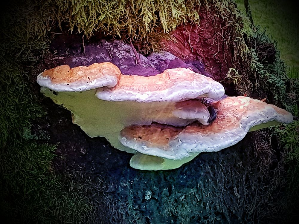 Schöner Pilz auf der Wandertour Vogteiturm Loßburg 