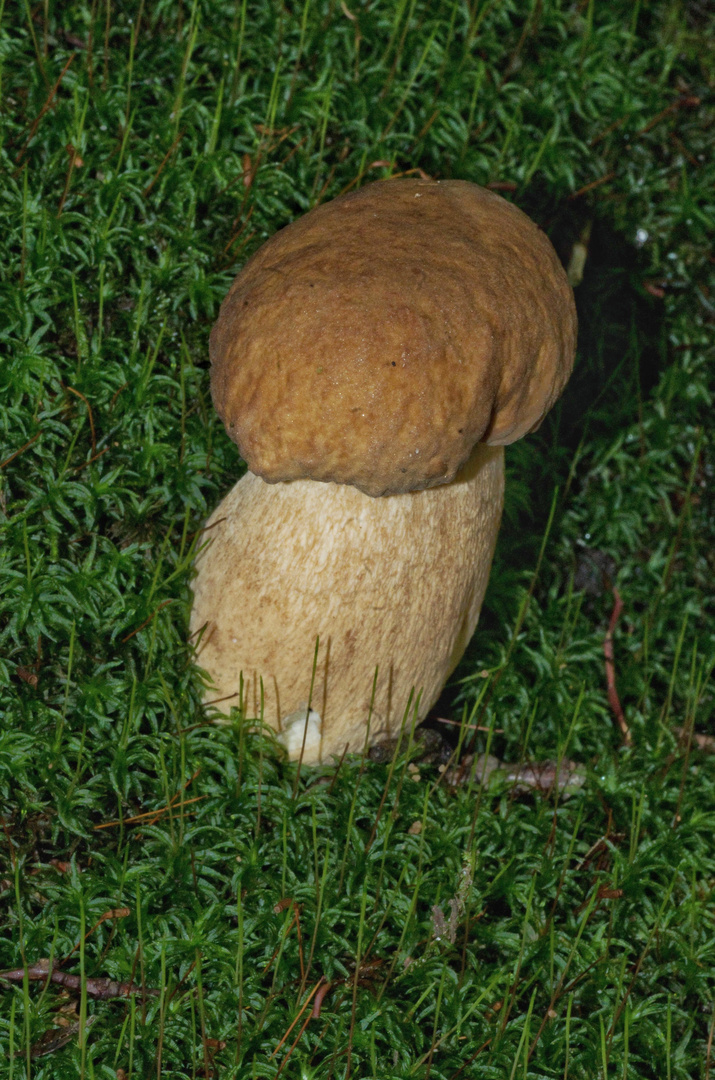 Schöner Pilz