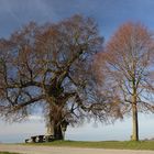 Schöner Platz an der alten Linde