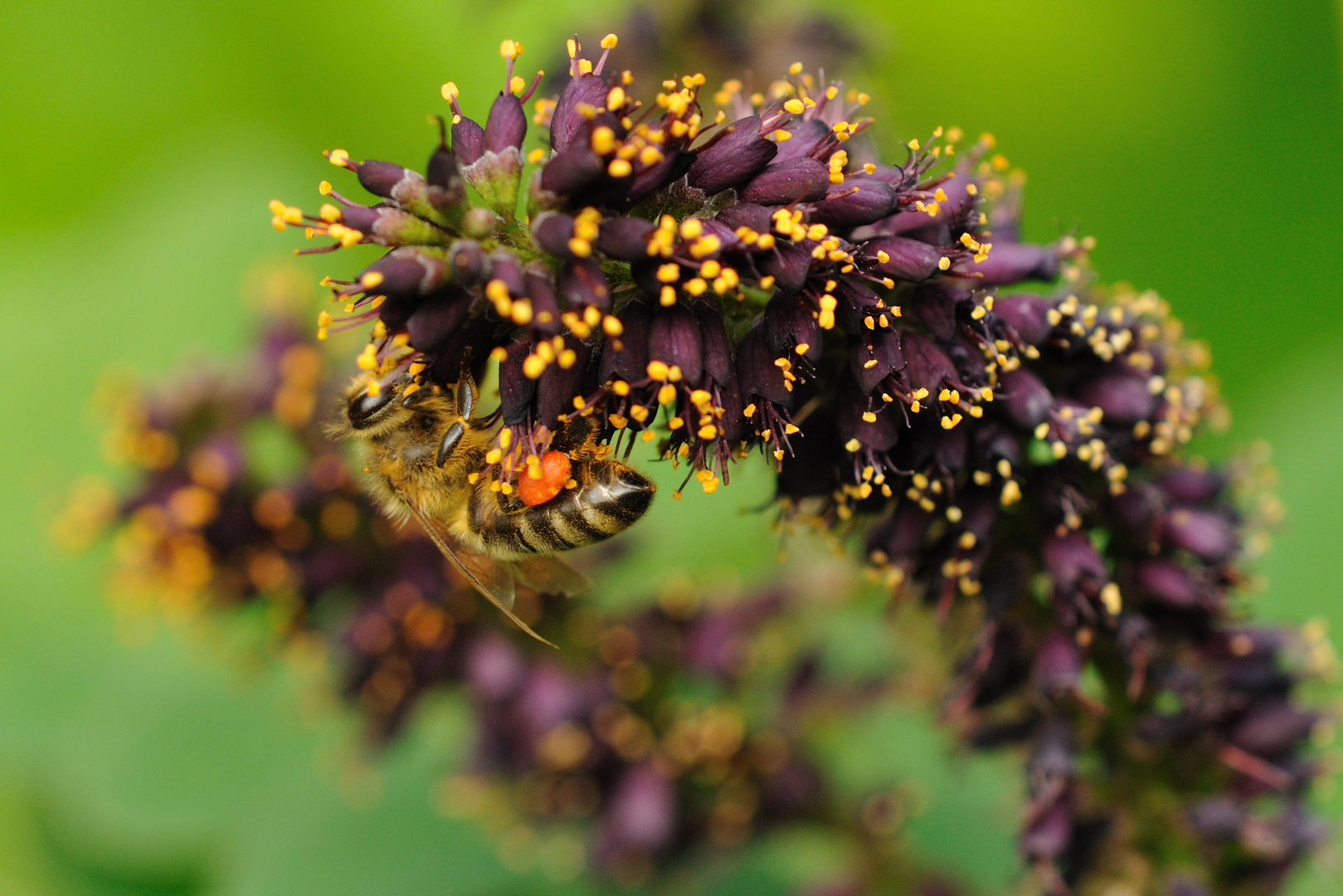 Schöner Pollen von schönen Blüten