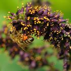 Schöner Pollen von schönen Blüten