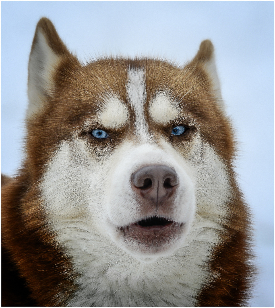 Schoner Roter Husky Foto Bild Sport Rennen Winter Bilder Auf Fotocommunity
