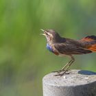 Schöner Sänger    -     Weißsterniges Blaukehlchen