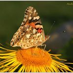 schöner Schmetterling