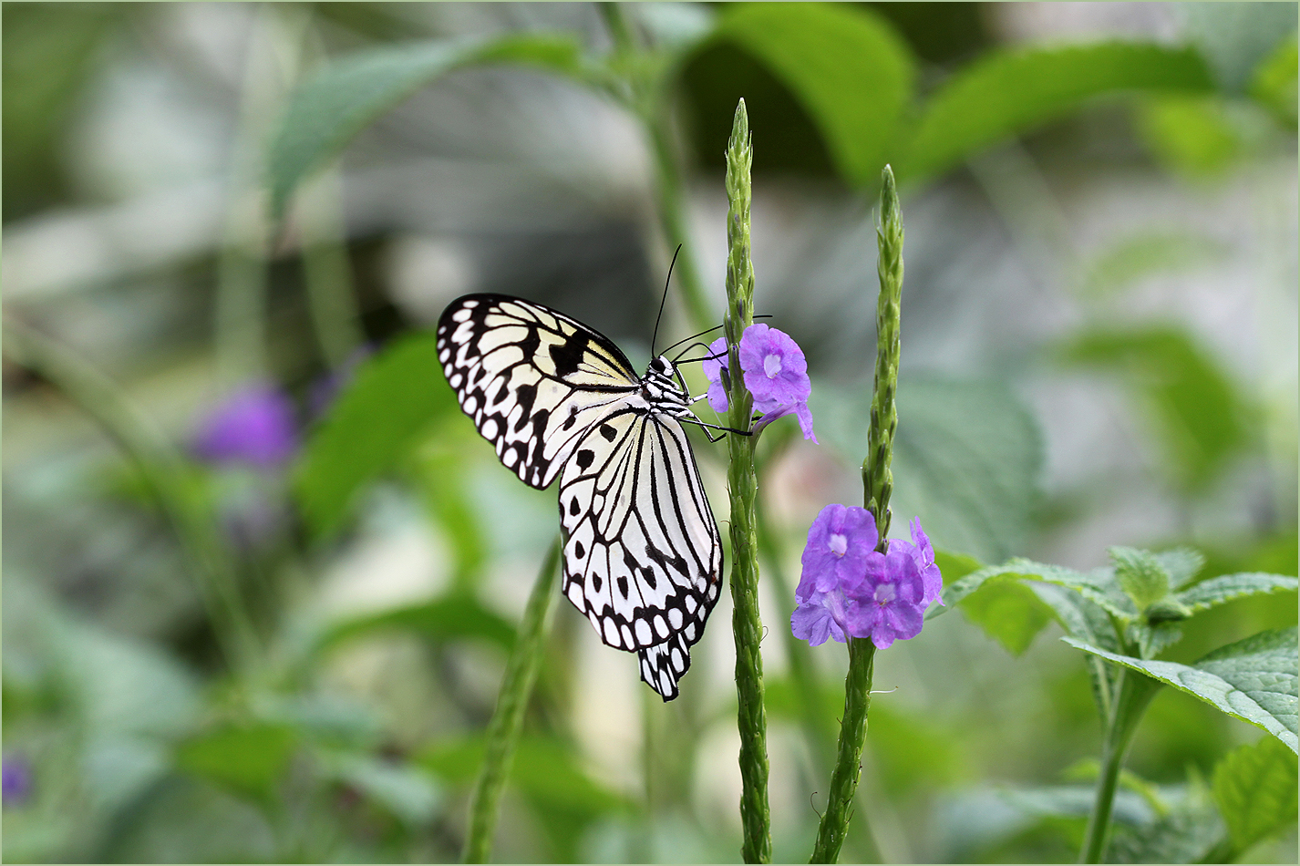 Schöner Schmetterling