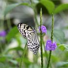 Schöner Schmetterling