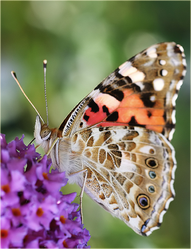 ... schöner Schmetterling ...