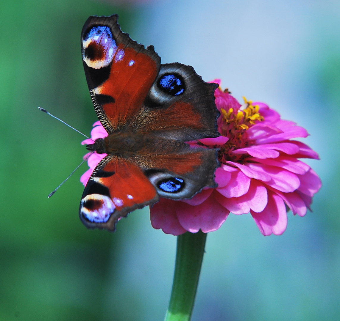 schöner Schmetterling....