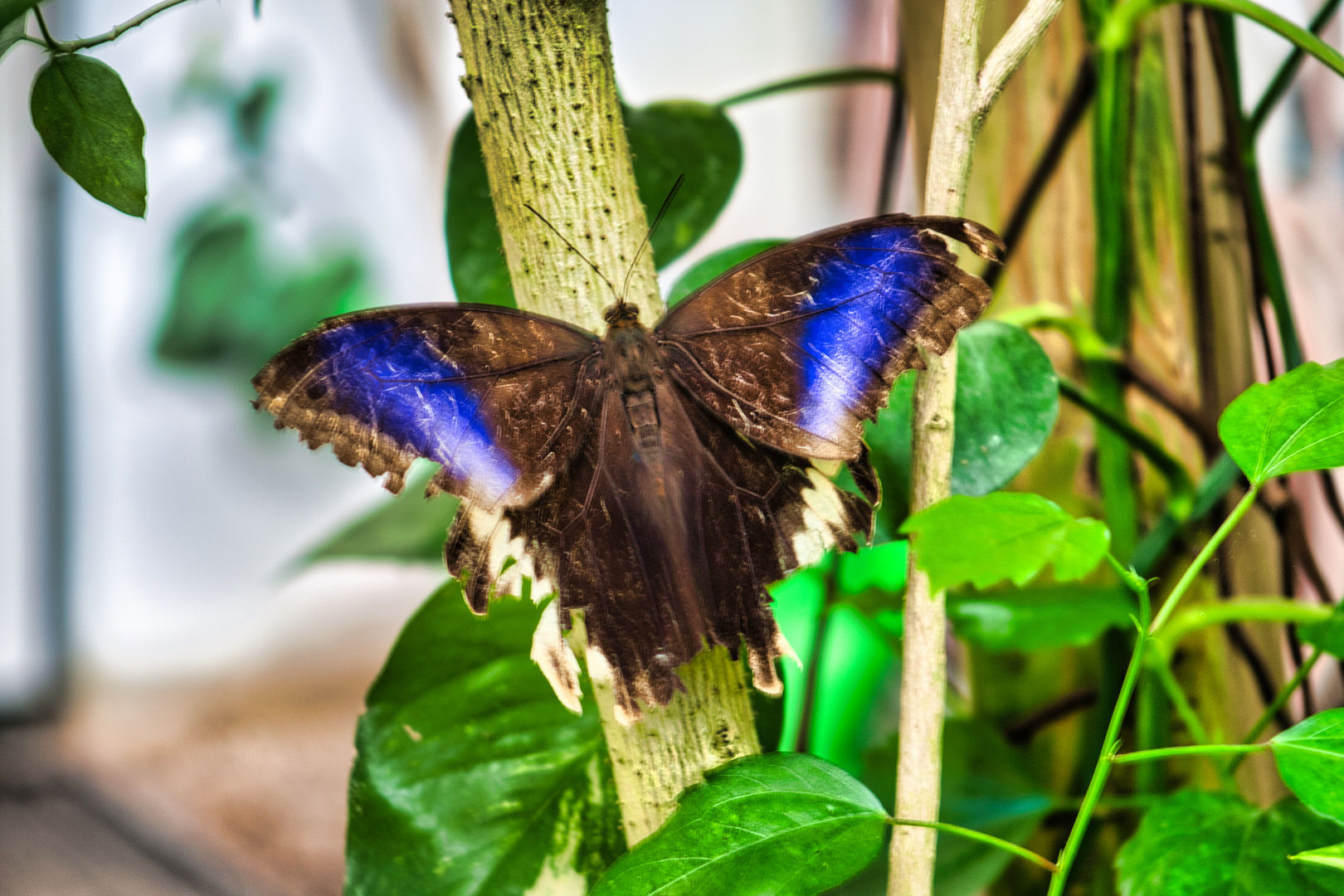 Schöner Schmetterling