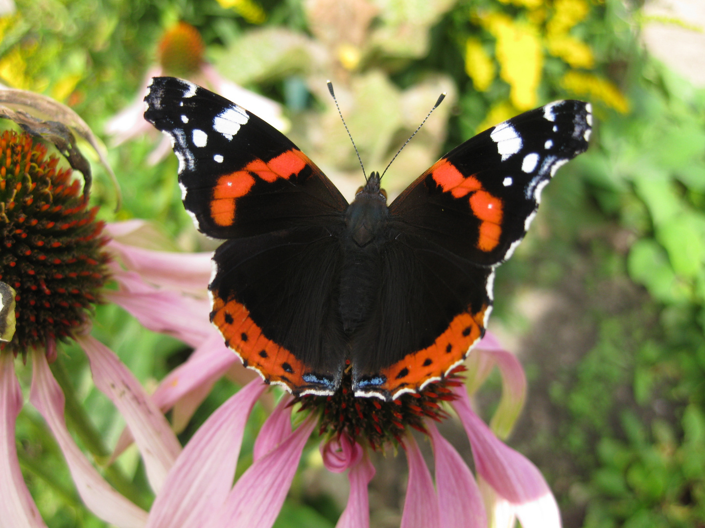 Schöner Schmetterling Foto & Bild | tiere, wildlife, schmetterlinge
