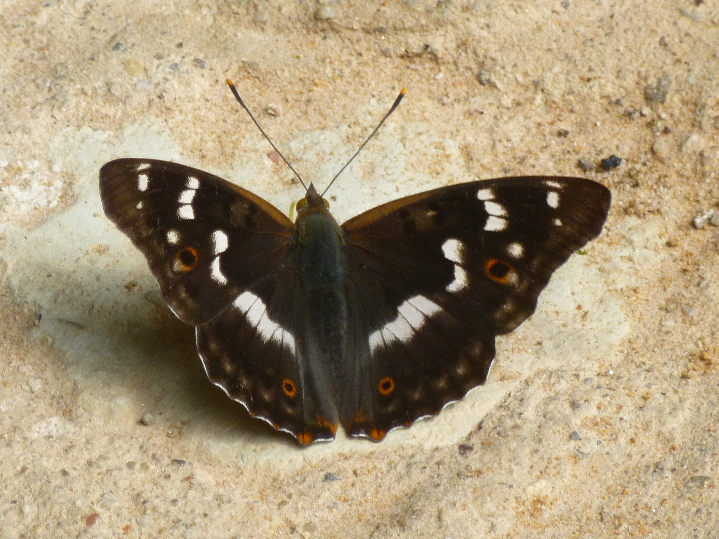 Schöner Schmetterling