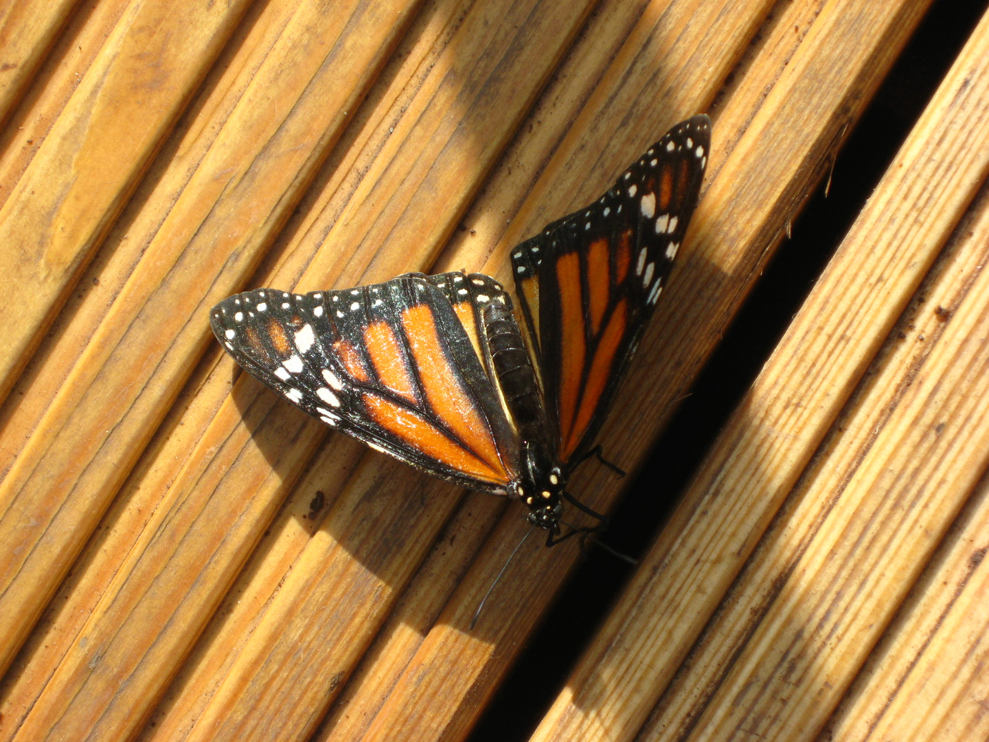 Schöner Schmetterling