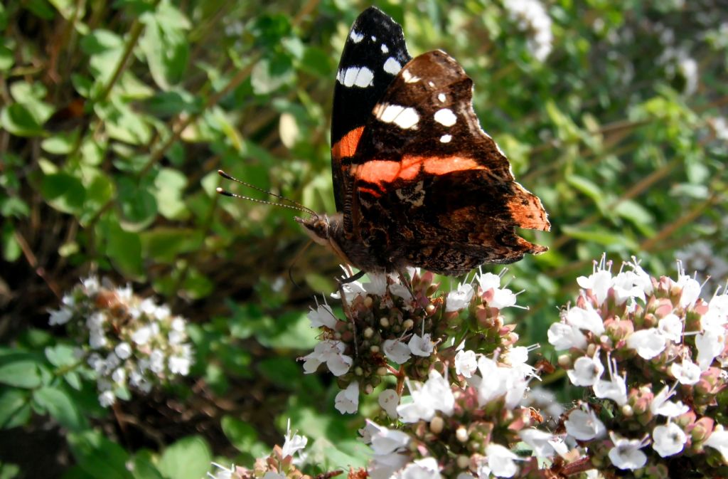 schöner Schmetterling