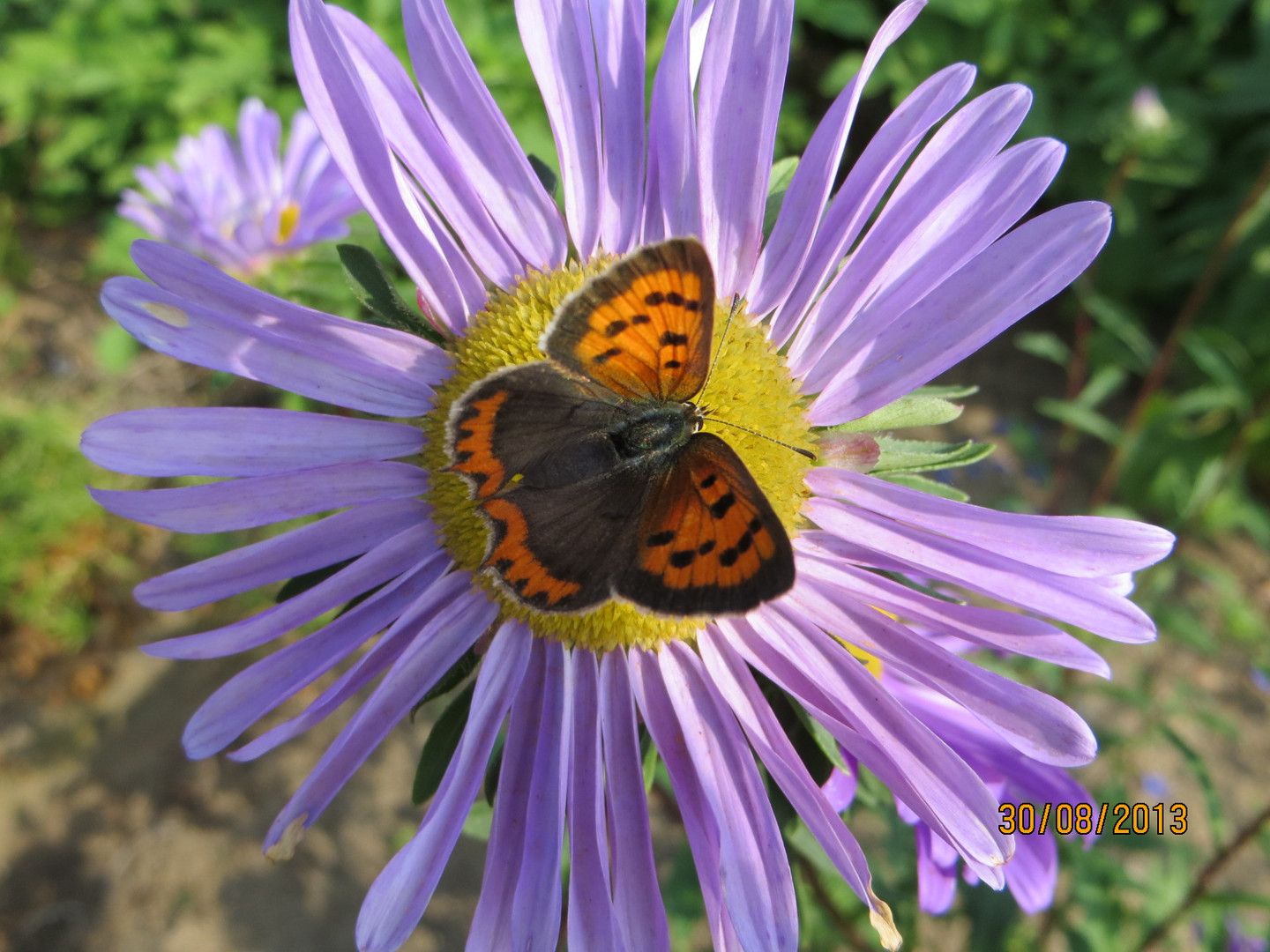 Schöner Schmetterling