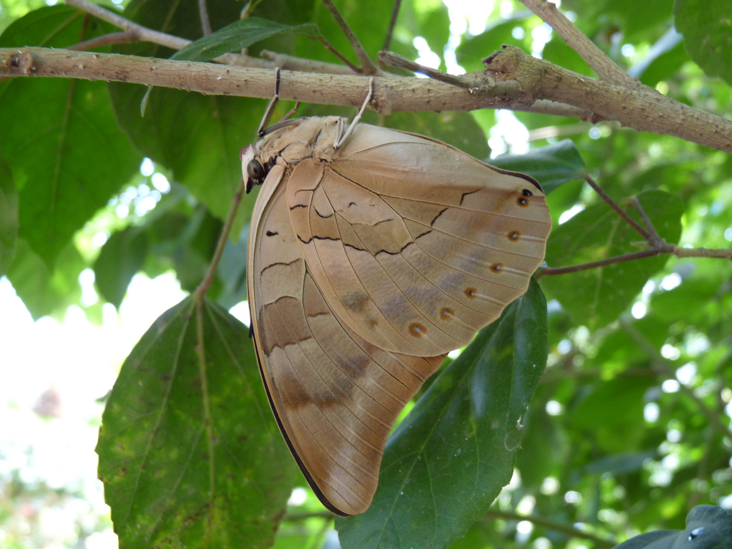 schöner schmetterling