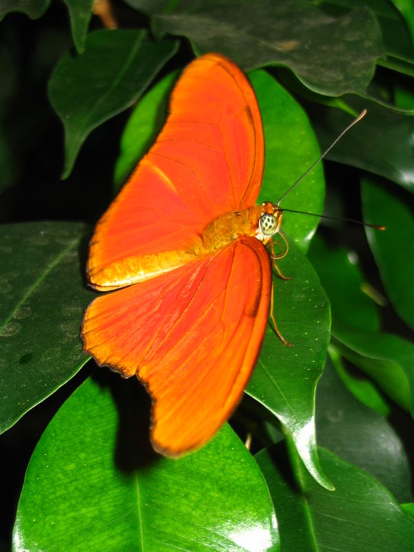 Schöner Schmetterling