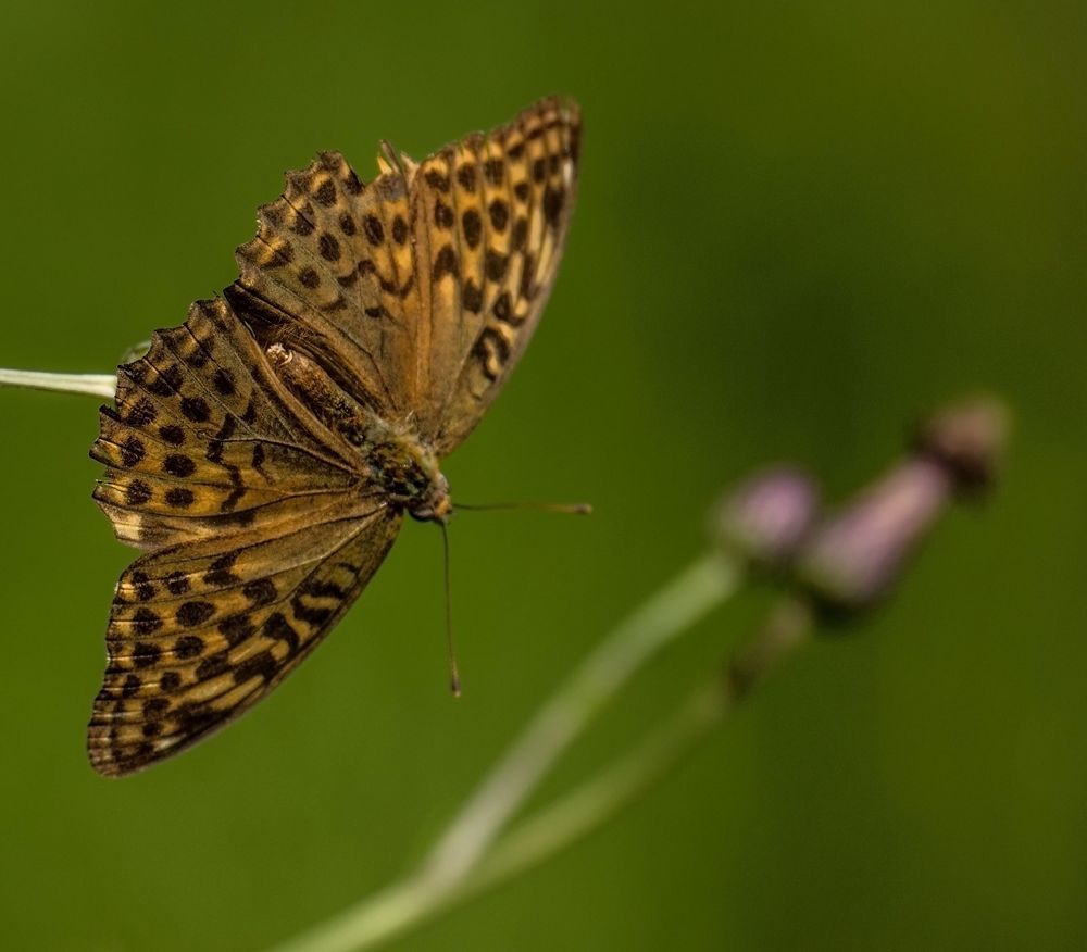 schöner Schmetterling