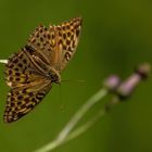 schöner Schmetterling