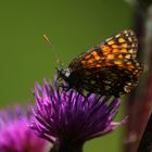 Schöner Schmetterling