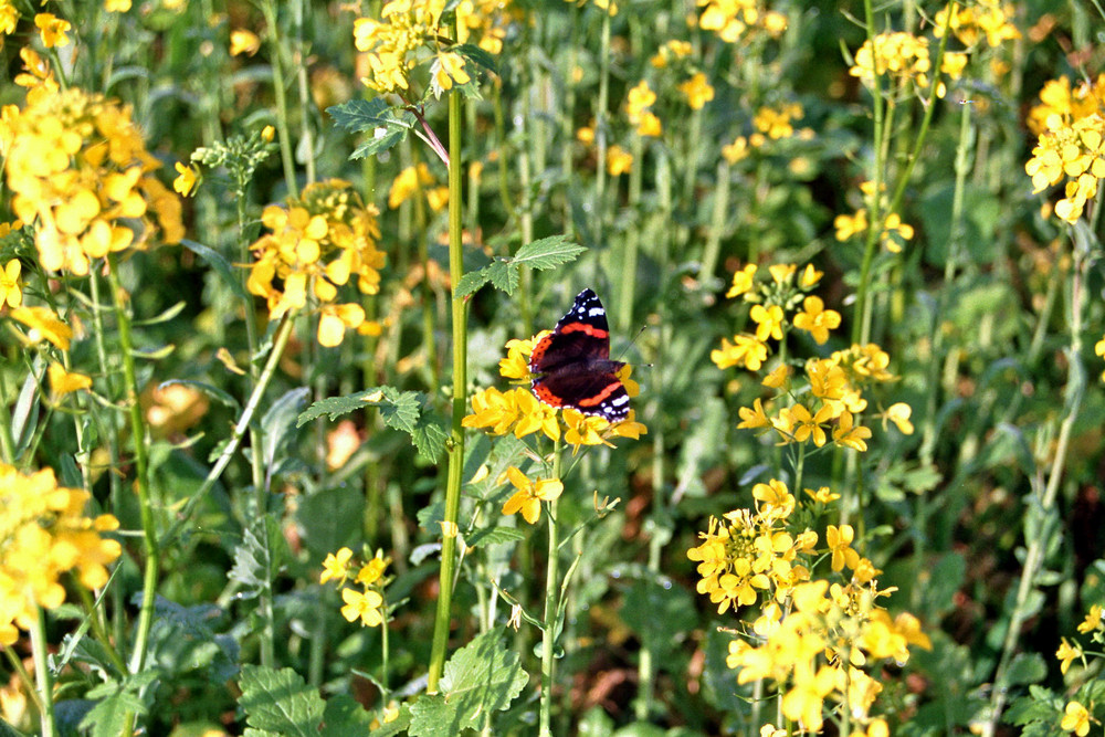 Schöner Schmetterling auf gelber Blüte