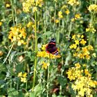 Schöner Schmetterling auf gelber Blüte