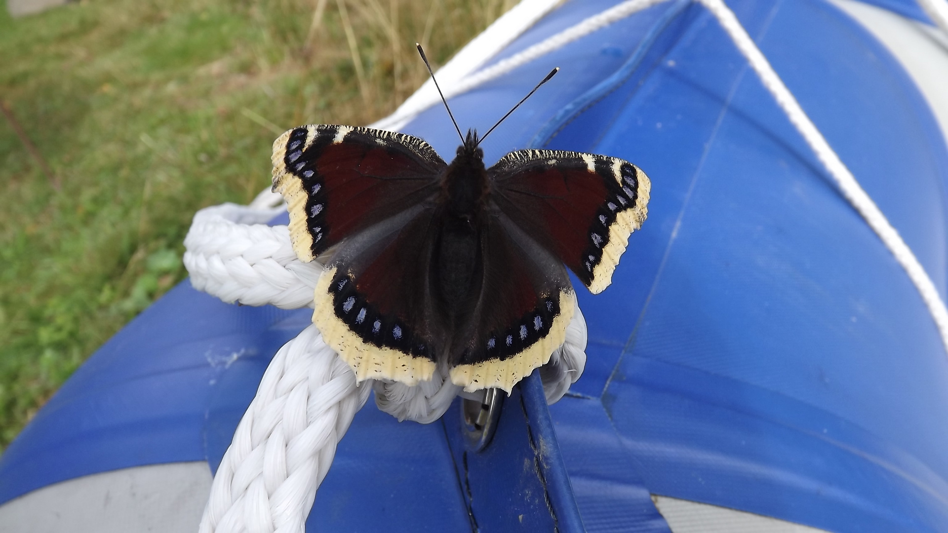 schöner Schmetterling auf Gummiboot