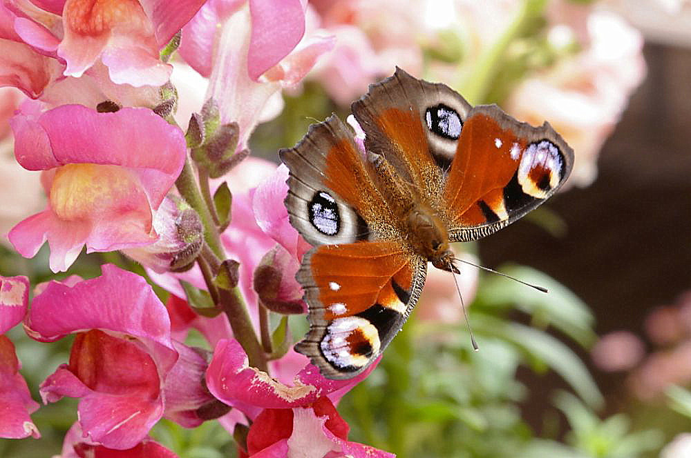 Schöner Schmetterling