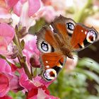 Schöner Schmetterling