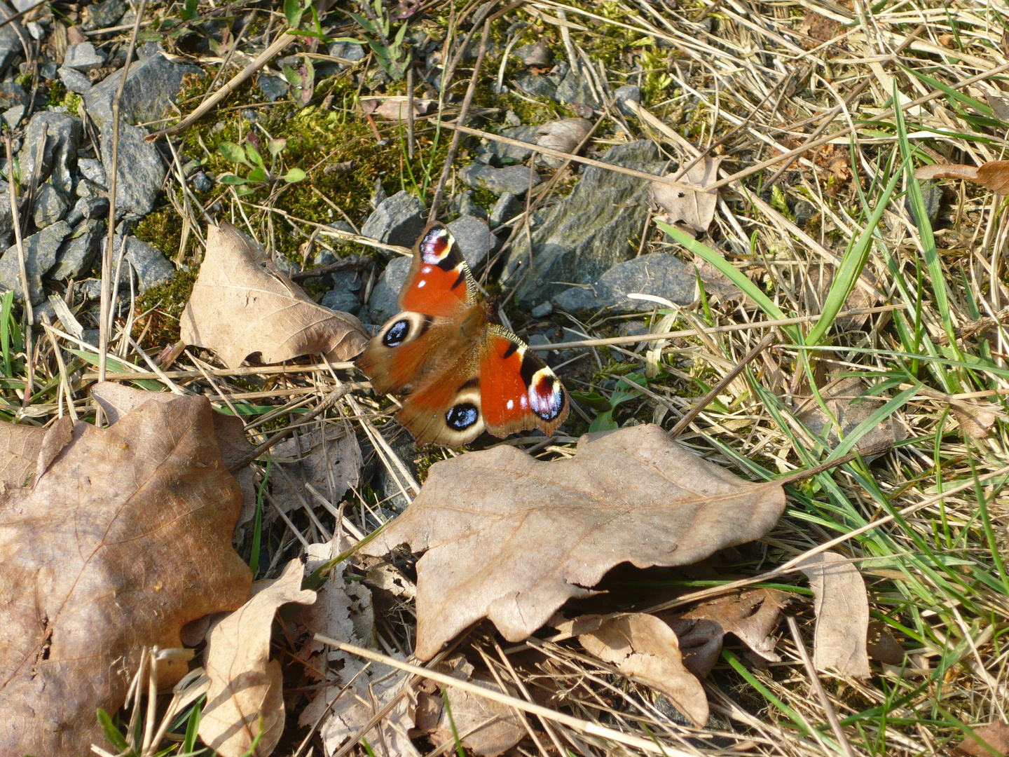 schöner Schmetterling