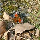 schöner Schmetterling