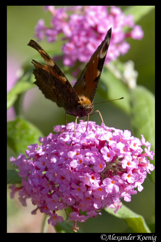 schöner Schmetterling