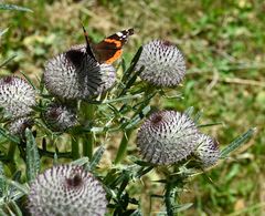 schöner Schmetterling