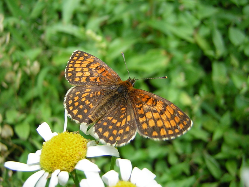 Schöner Schmetterling