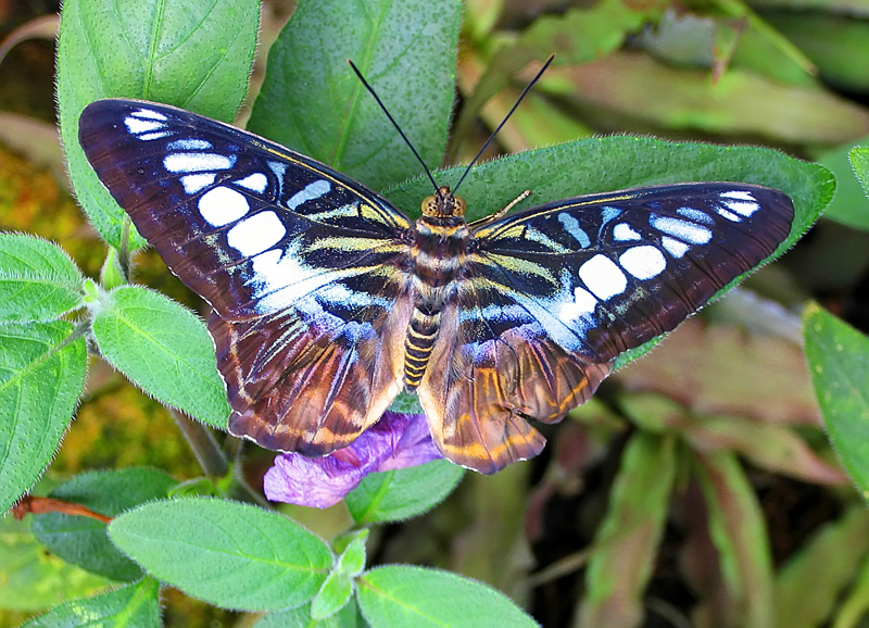 Schöner Schmetterling