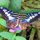 Schöner Schmetterling