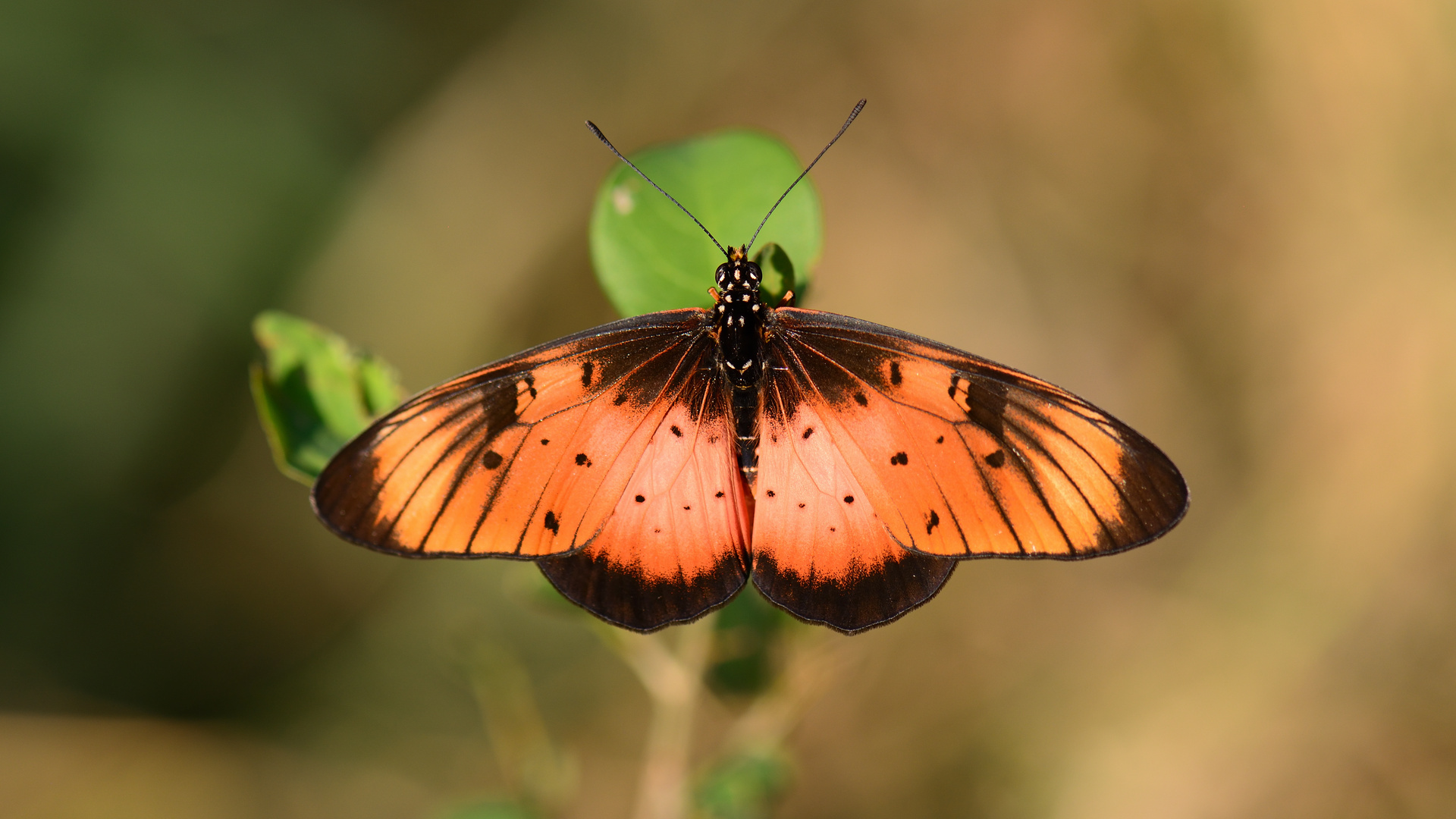 Schöner Schmetterling