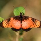 Schöner Schmetterling