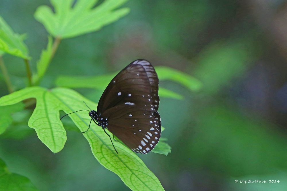 Schöner Schmetterling im Schmetterlingshaus Luisenpark Mannheim