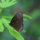 Schöner Schmetterling im Schmetterlingshaus Luisenpark Mannheim