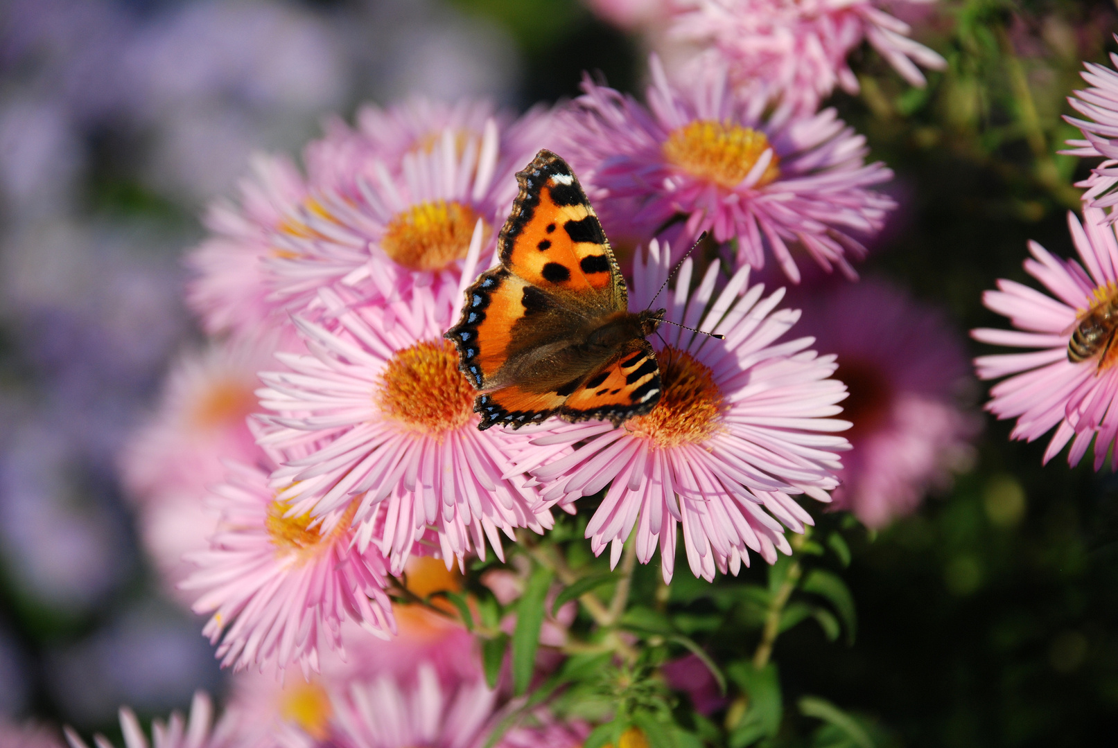 Schöner Schmetterling, oder?