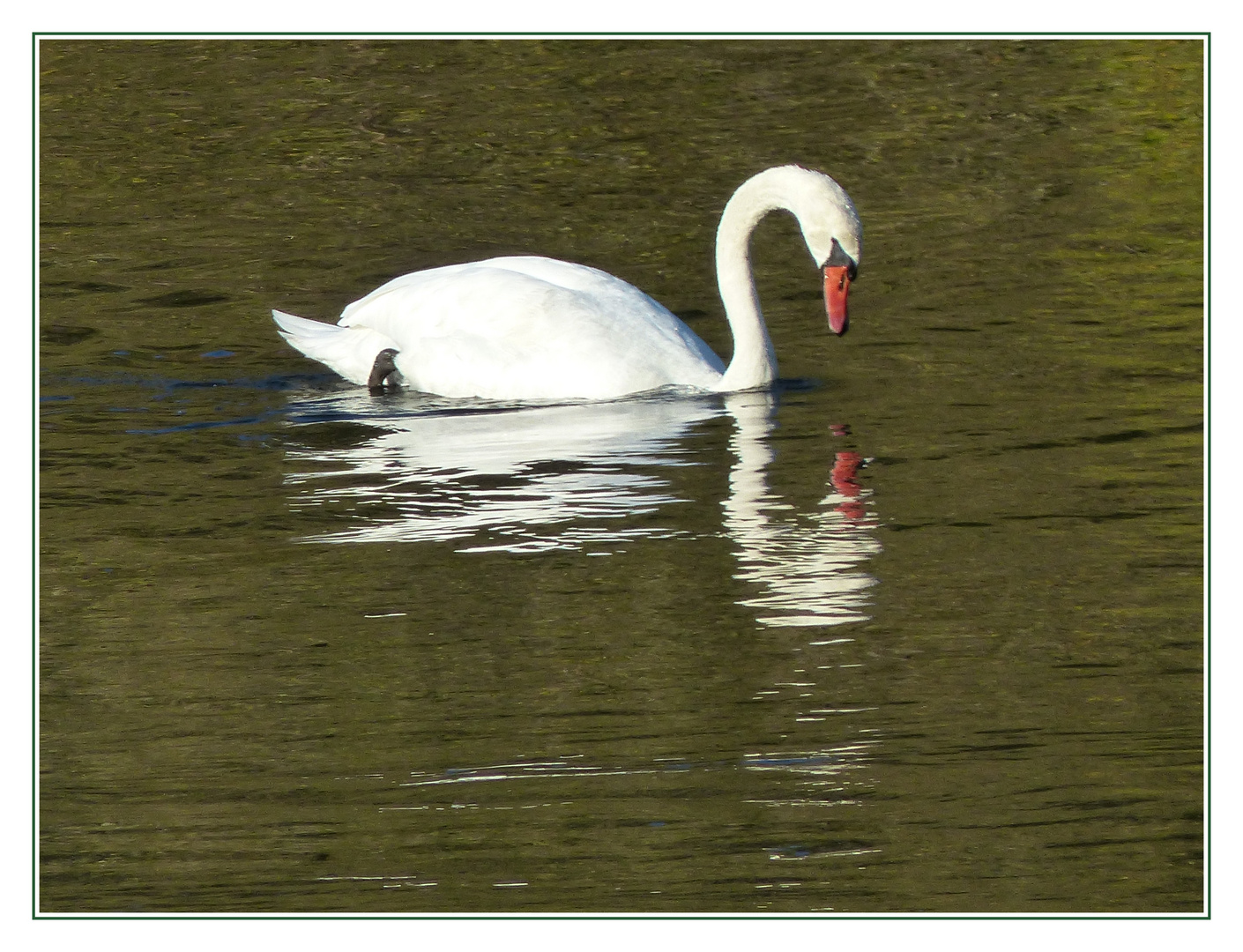 Schöner Schwan